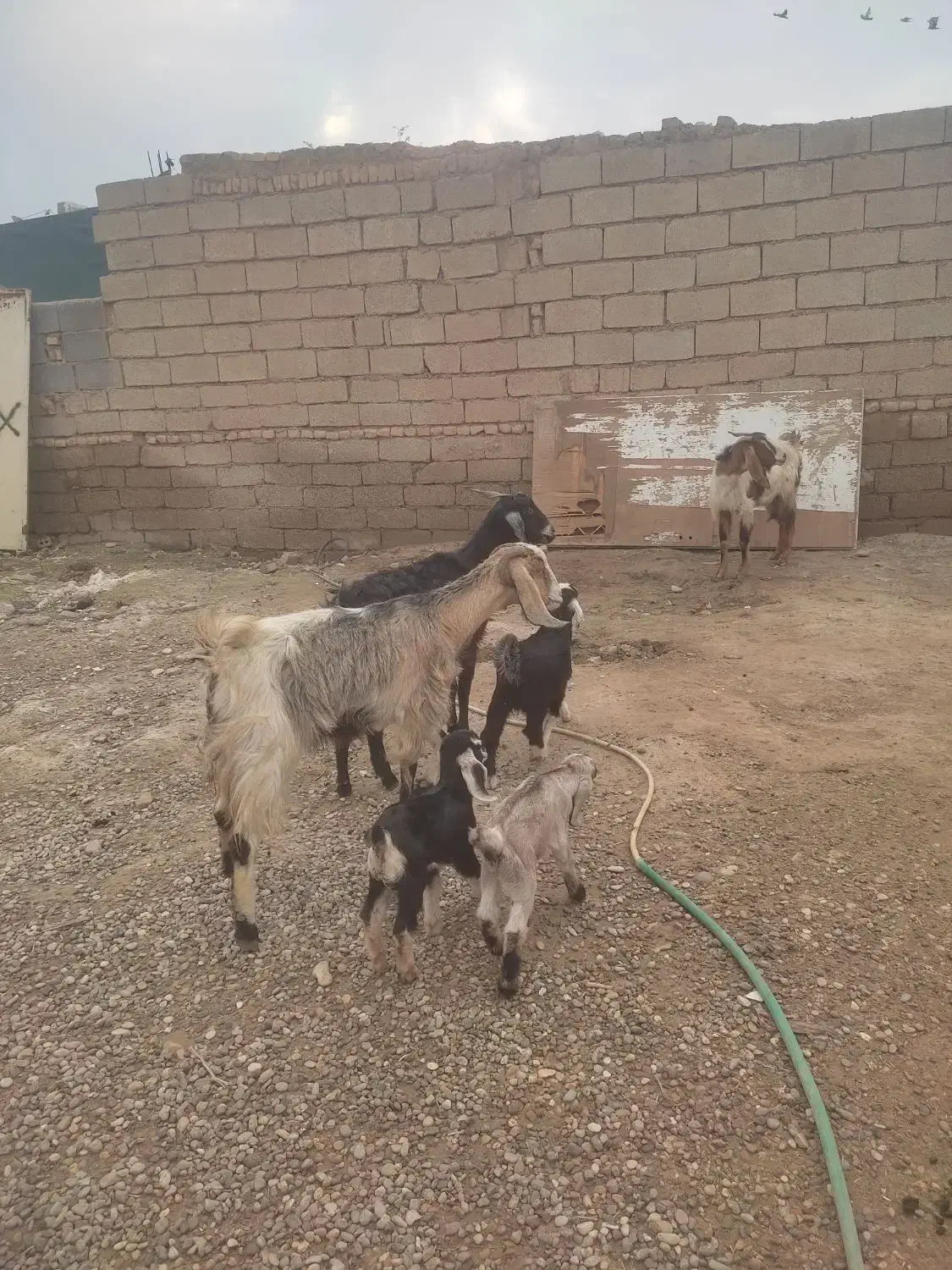 بز بیگ|حیوانات مزرعه|دزفول, |دیوار