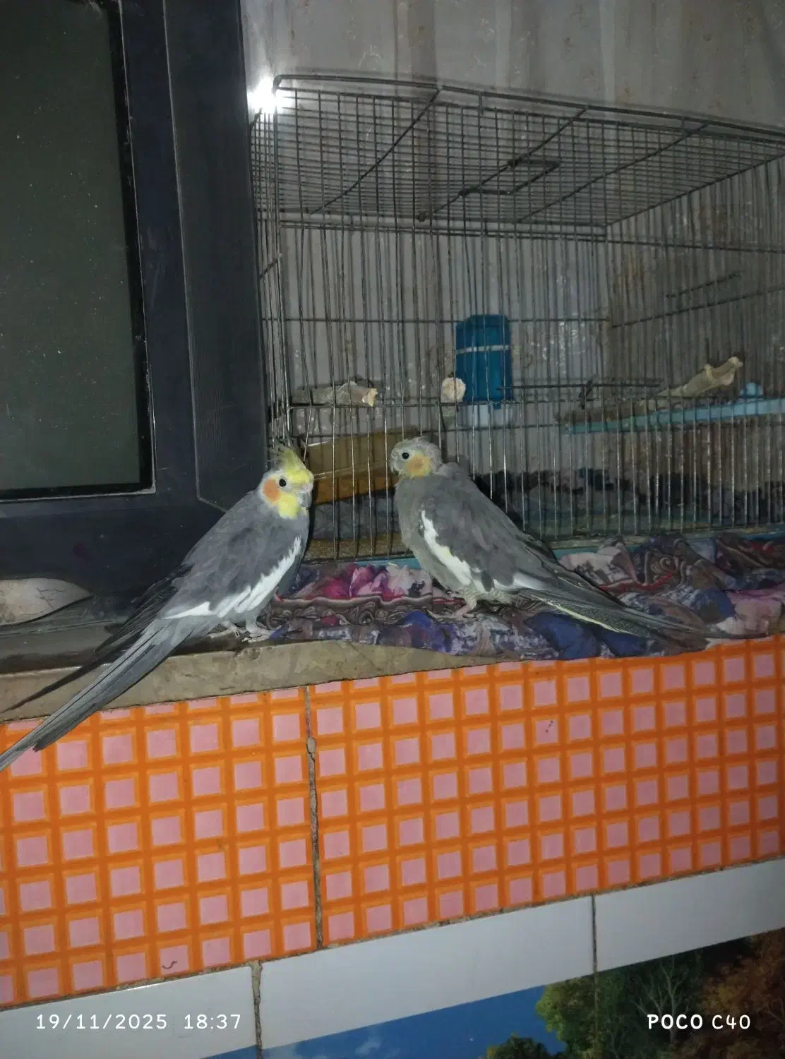 فروشی|پرنده|زهک, |دیوار