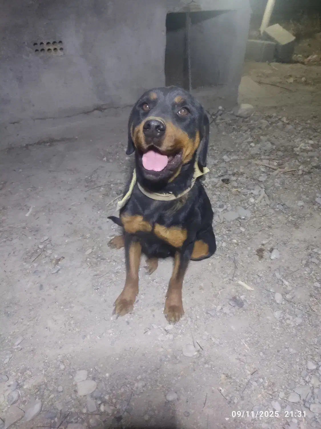 سگ روتوایلر ماده|سگ|ازنا, |دیوار