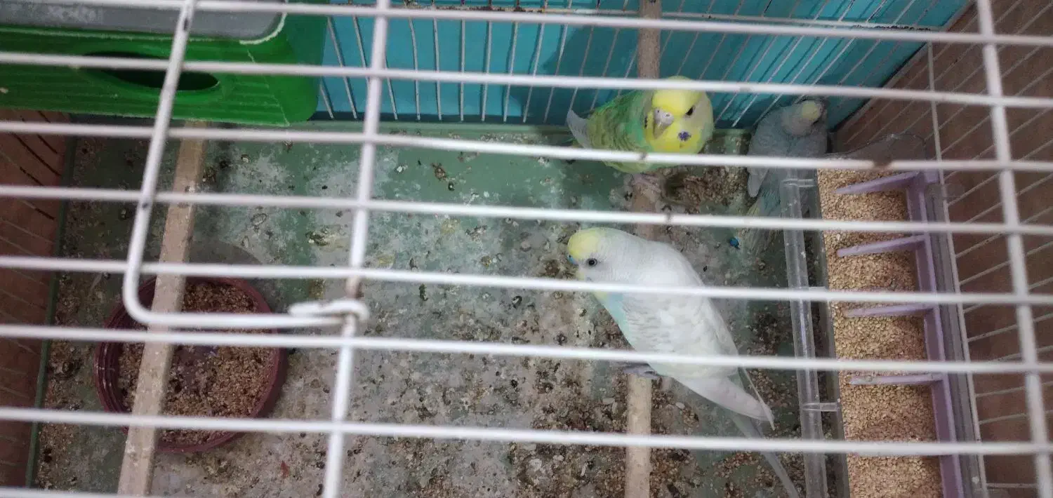 مرغ عشق رنگین کمانی با جوجه|پرنده|محمدیه-قزوین, |دیوار