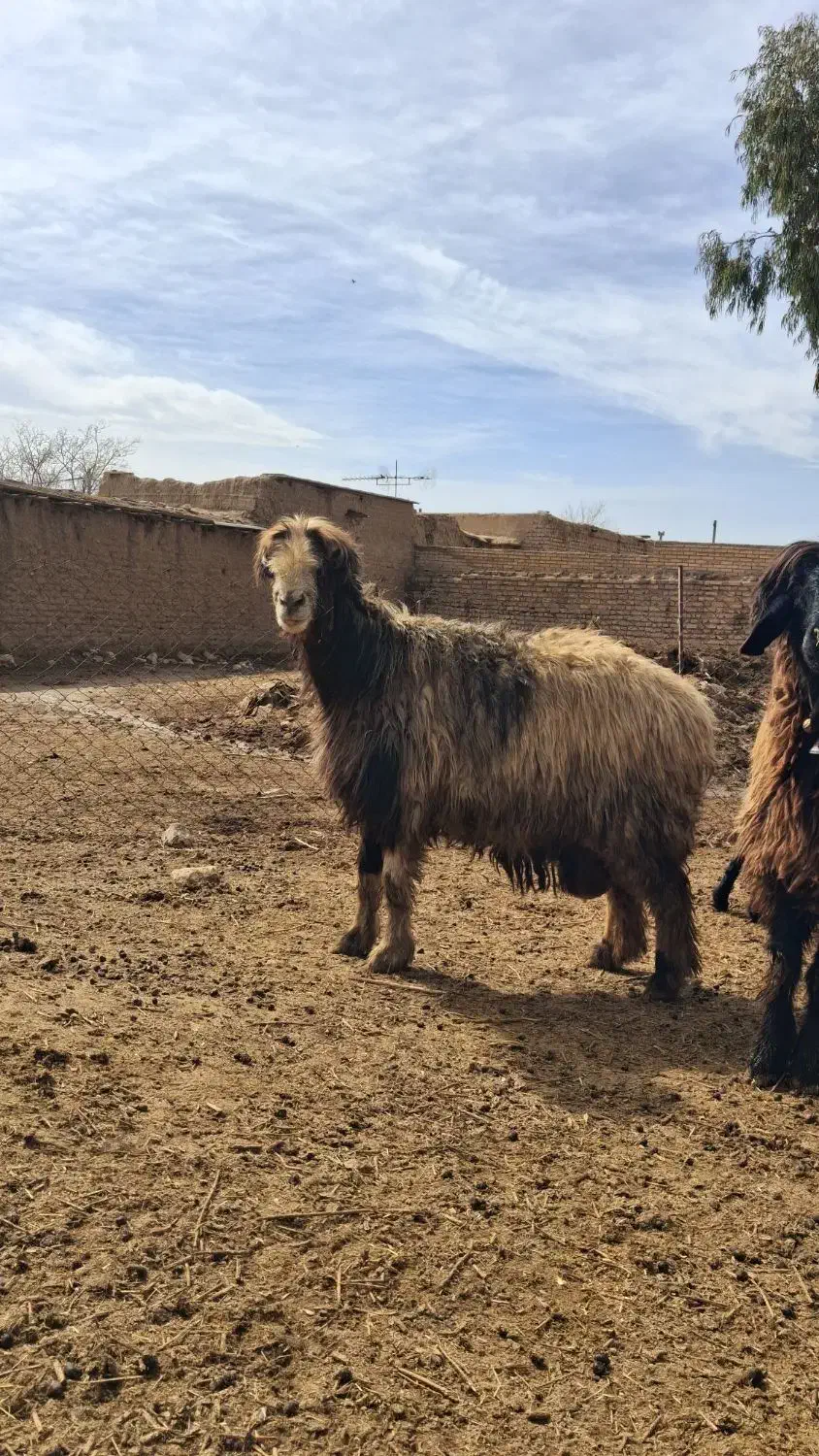 میش خوبو|حیوانات مزرعه|مرودشت, رودبال|دیوار