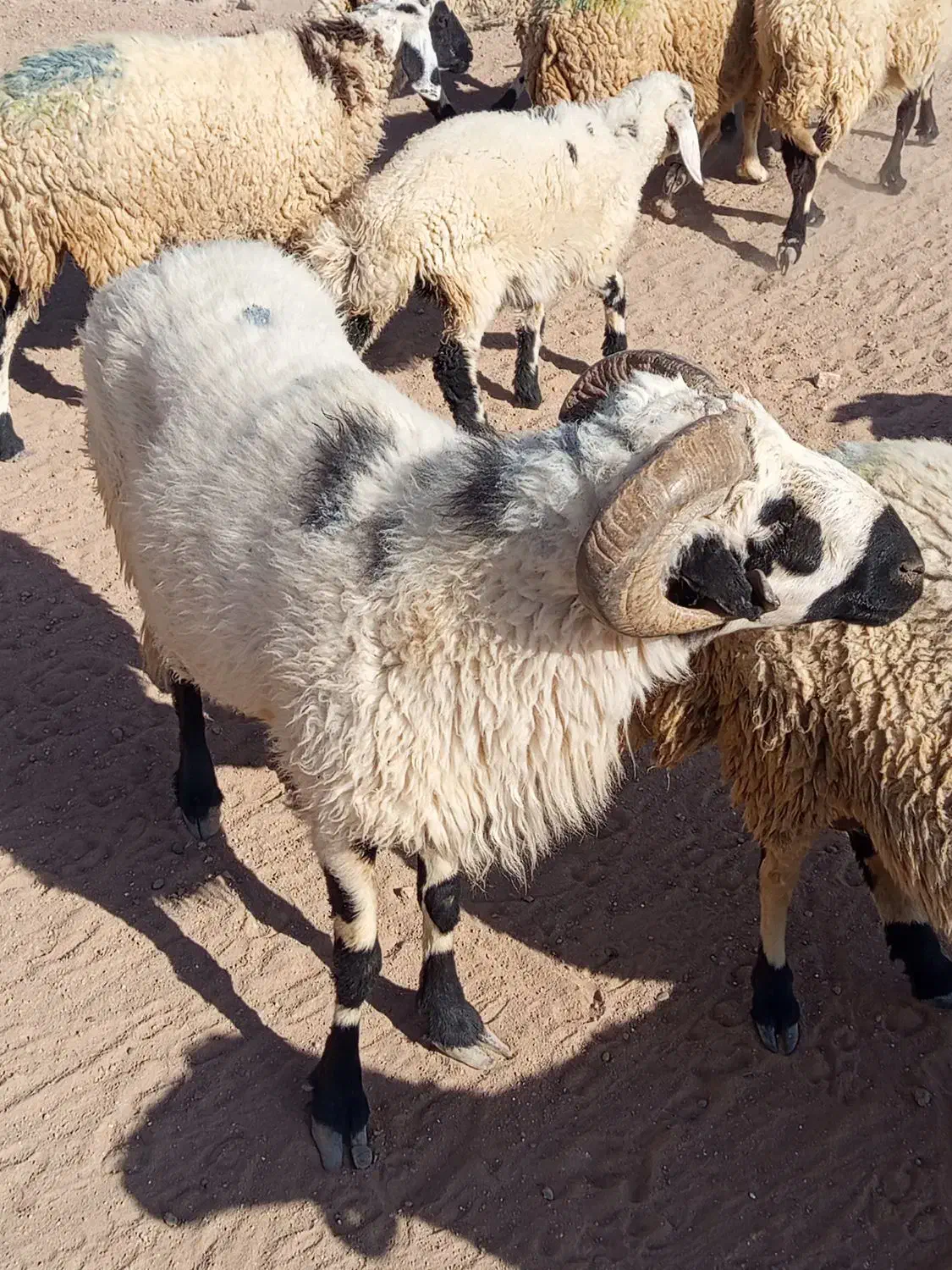 یک عدد قوچ تخمی گوزل|حیوانات مزرعه|رفسنجان, |دیوار