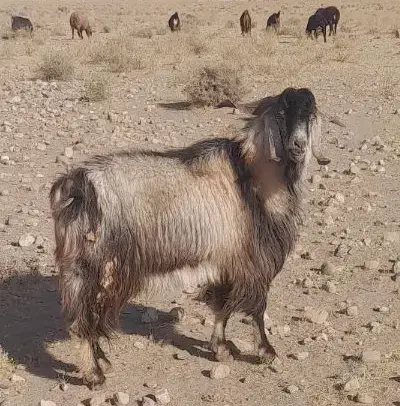 فروش یک راس دبر ویک راس قوچ داشتی|حیوانات مزرعه|حنا, |دیوار