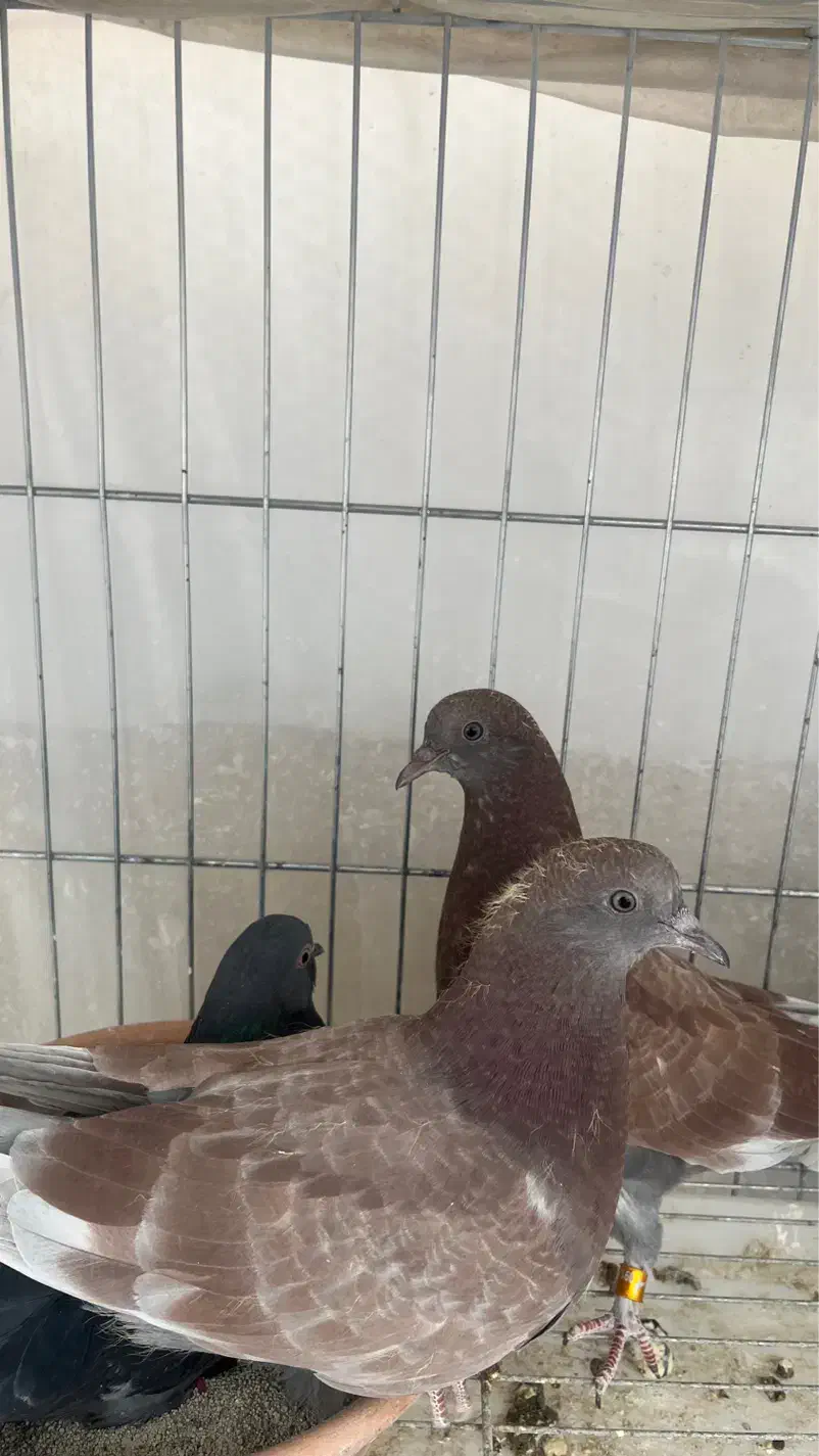 کبوتر بعدازظهری|پرنده|تهران, نیروی هوایی (پیروزی)|دیوار