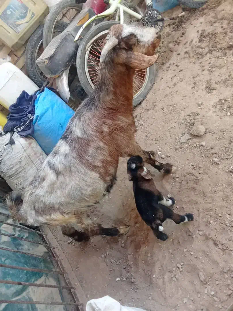 بزکوهی.|حیوانات مزرعه|شوش, |دیوار