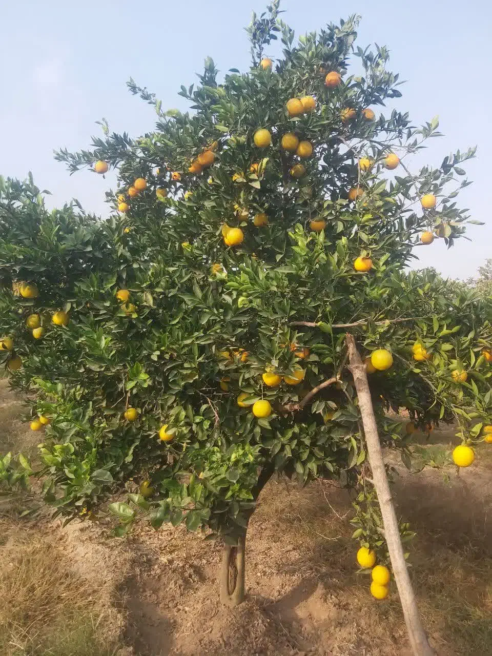 پرتقال تامسون|حراج|بندر گز, |دیوار