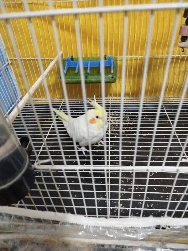 عروس هلندی لوتینو همراه با قفس و تمام وسایلش|پرنده|تربت‌حیدریه, حاجی یار‎|دیوار