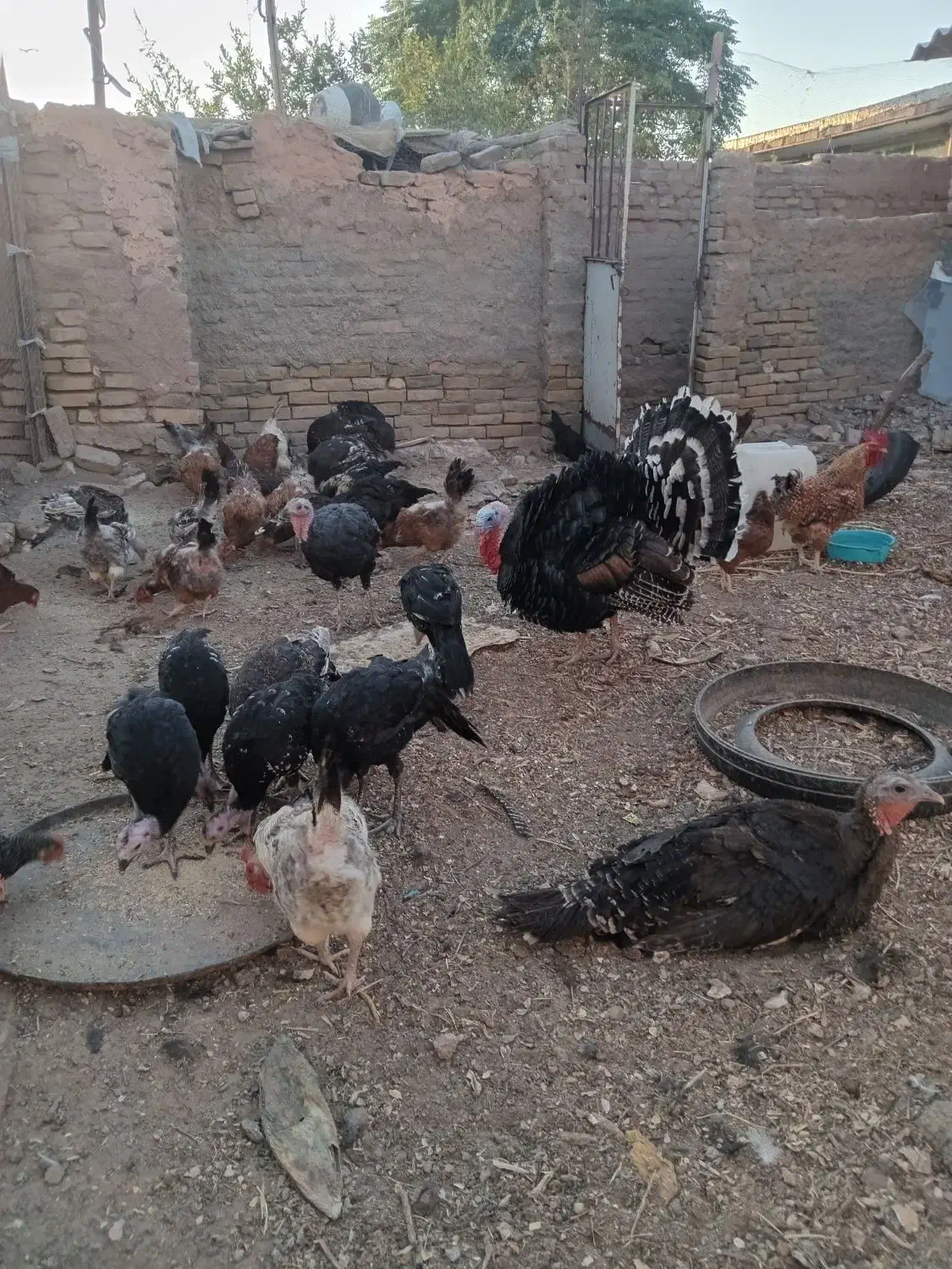 جوجه بوقلمون|حیوانات مزرعه|سبزوار, ولیعصر (نجار آباد)|دیوار