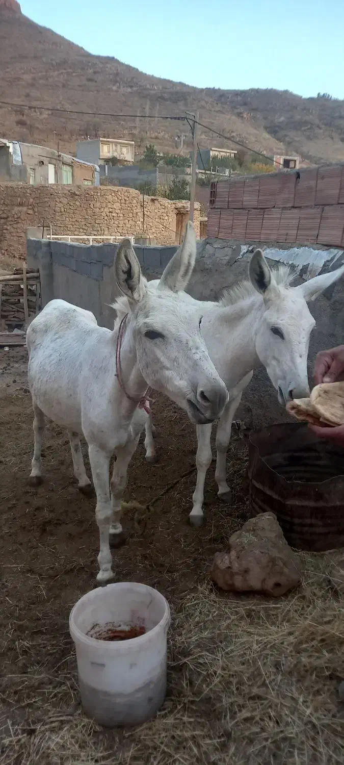 خرگوسفندی سه ساله ویکی یک ساله|حیوانات مزرعه|شیروان (خراسان), |دیوار