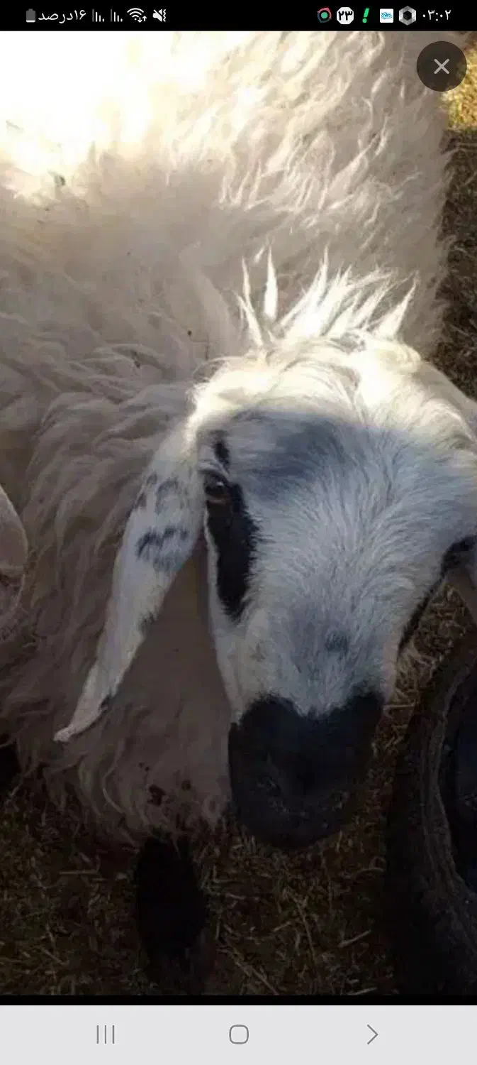 بره نروماده محلی|حیوانات مزرعه|جلگه ماژان, |دیوار