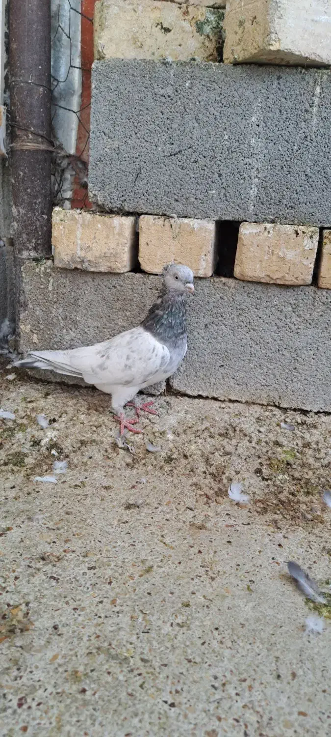ماده رنگی|پرنده|شیراز, گل سرخ|دیوار