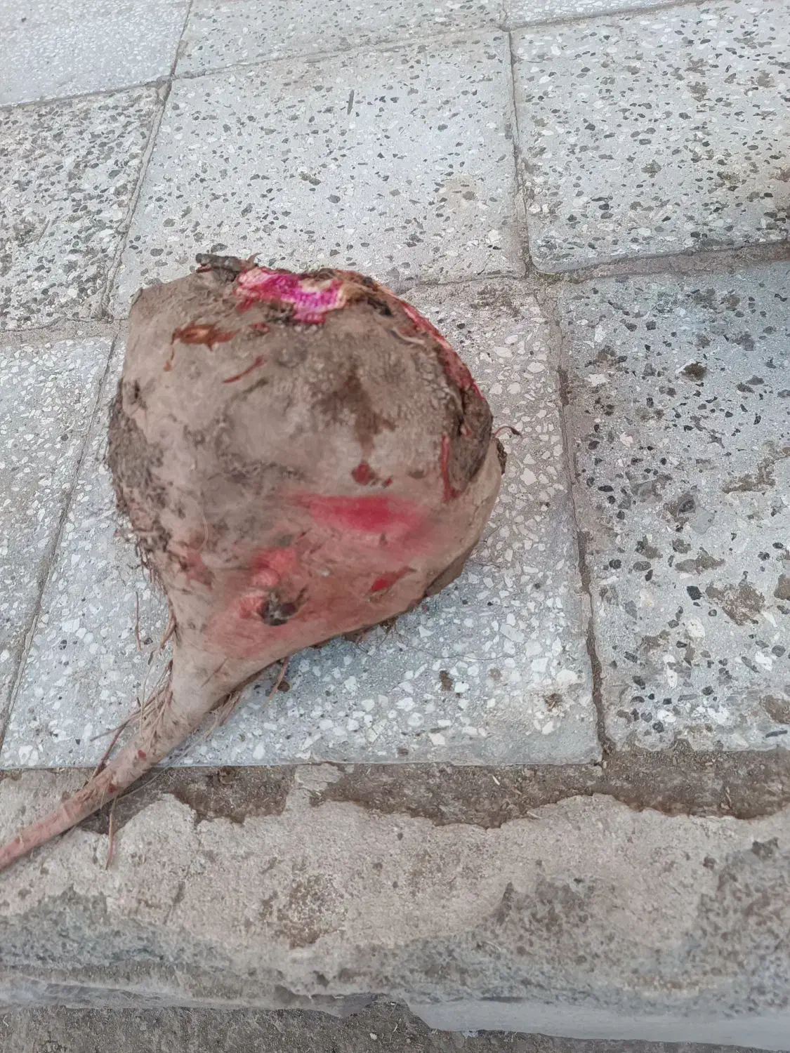 چغندر قند چغندر تنبل|عمدهفروشی|عطاملک, |دیوار