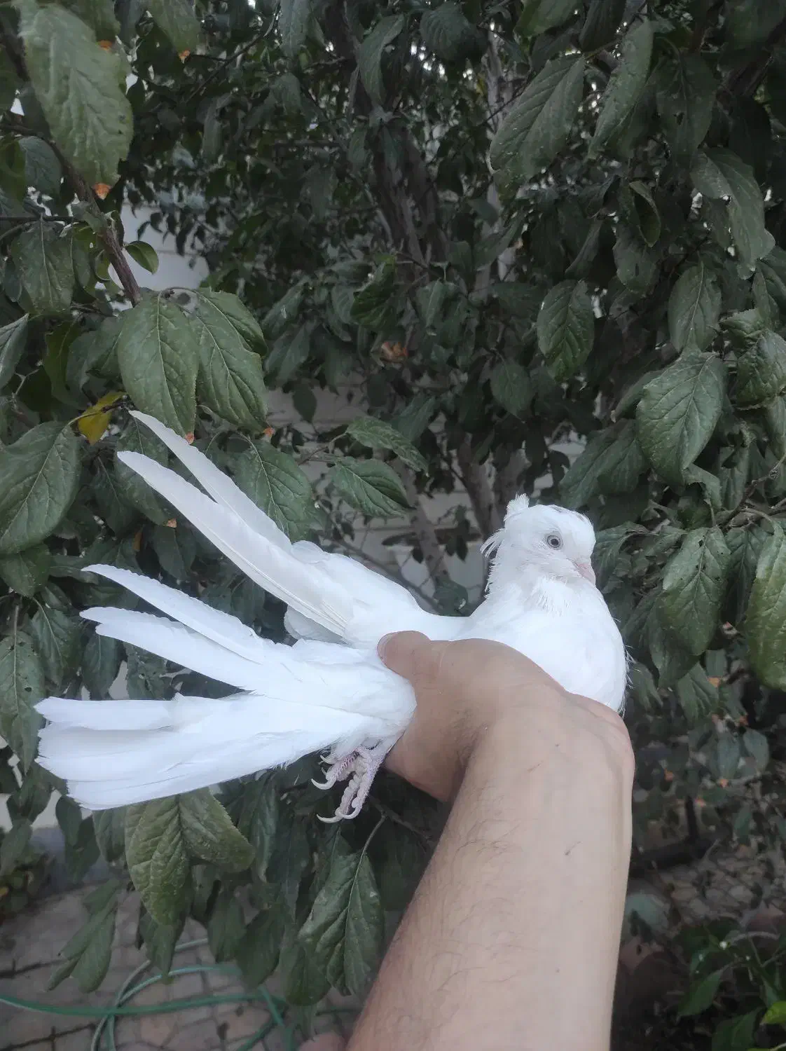 کبوتر|پرنده|مرند, |دیوار