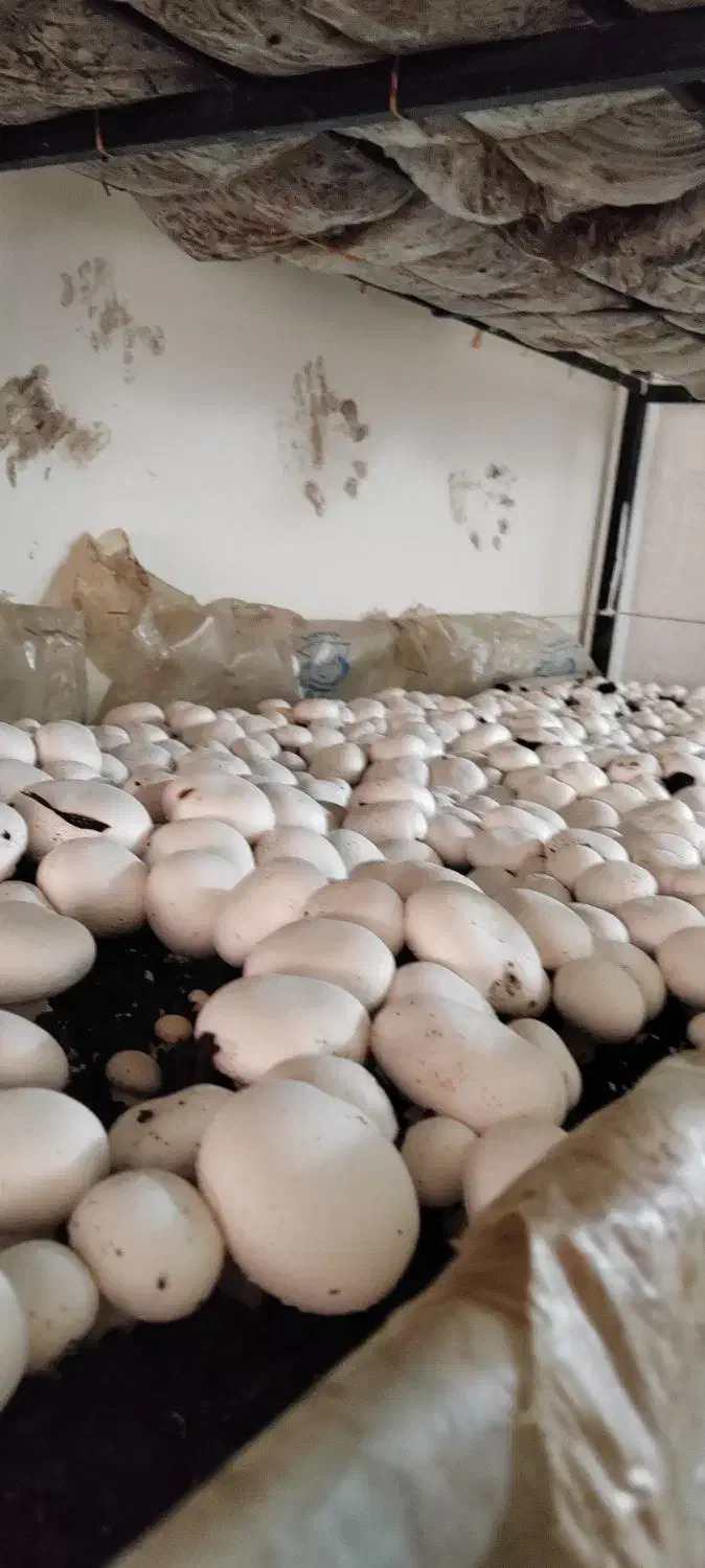 اجاره سالن کامل پروش قارچ بازدهی بالا داخل شهر|اجارهٔ مغازه و غرفه|اراک, |دیوار