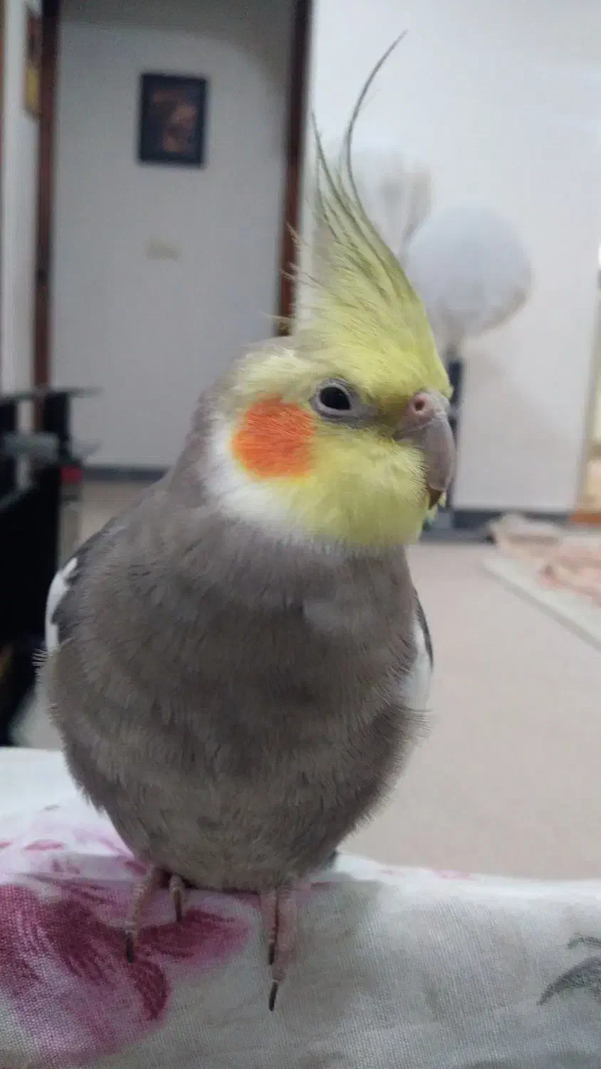 عروس هلندی گمشده|حیوانات|بندر ماهشهر, |دیوار