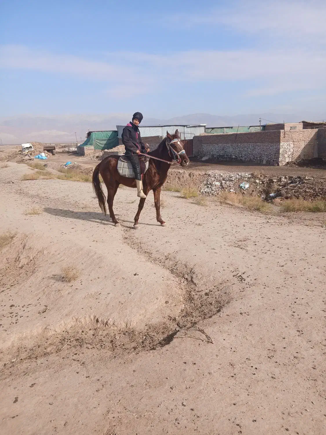 اسب نریون ۳ ساله|اسب و تجهیزات اسبسواری|نیشابور, فیض آباد|دیوار