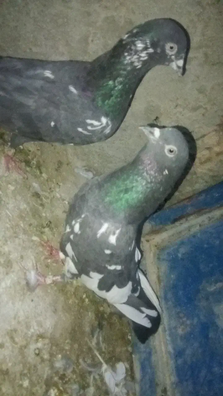 کبوتر|پرنده|دامن, |دیوار