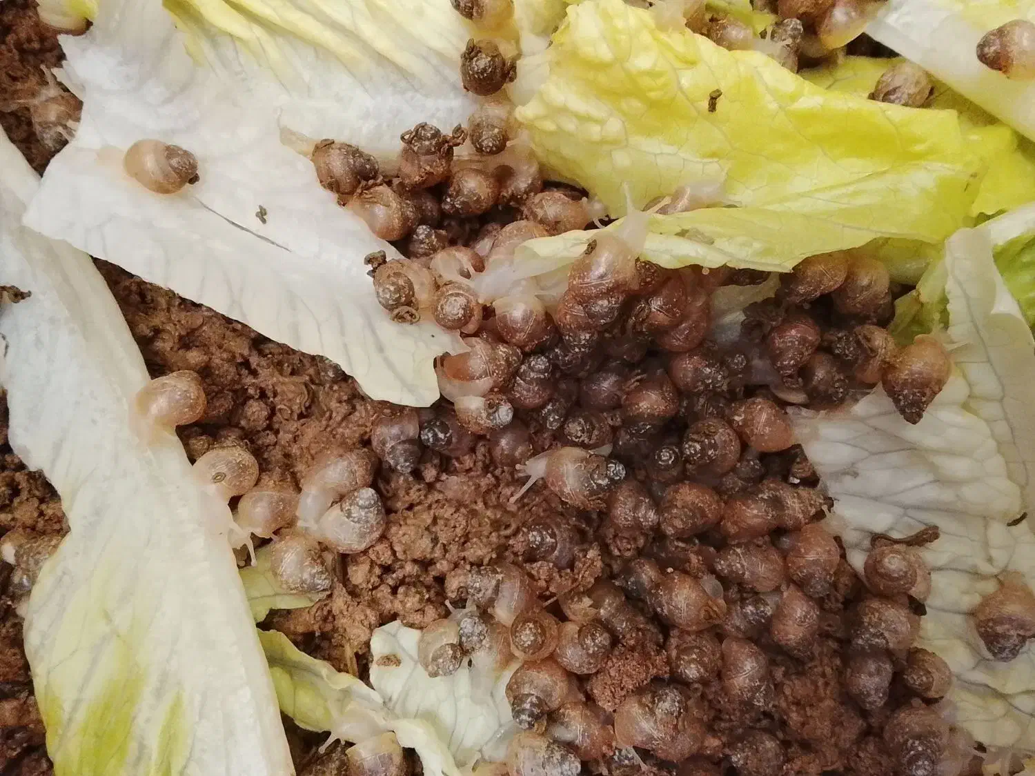 حلزون آلبینو و آچیلا|خزنده|قزوین, |دیوار