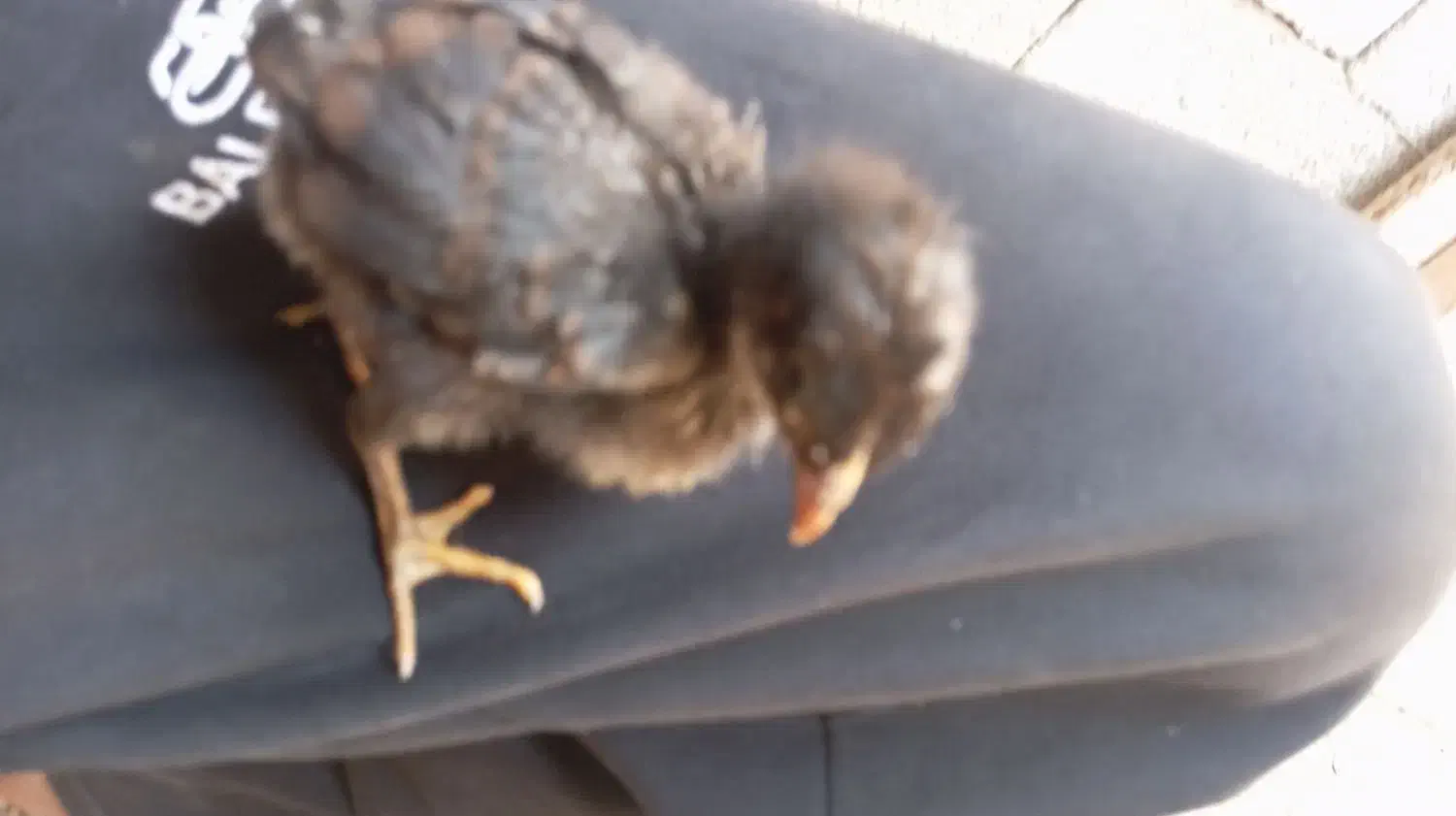 گلپایگانی|حیوانات مزرعه|چمران, |دیوار