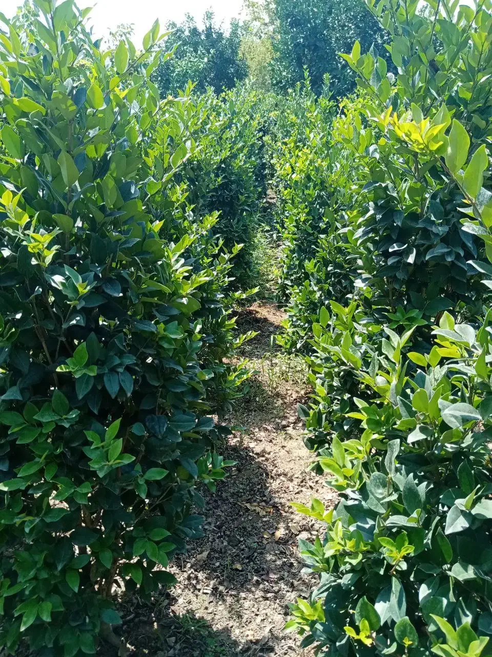 فروش درختچه و نشا یاس هلندی|خدمات باغبانی و درختکاری|چابکسر, |دیوار