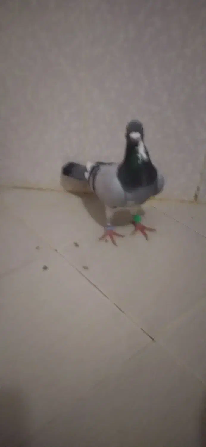 کفتر جلک|پرنده|تایباد, |دیوار