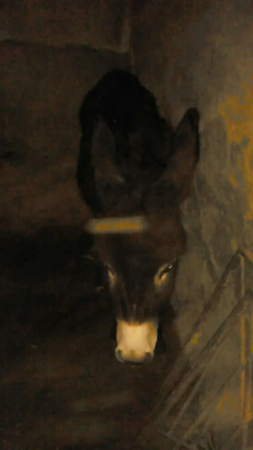 فروش الاغ مادیان جوان یک ونیم ساله درمرند|حیوانات مزرعه|مرند, |دیوار