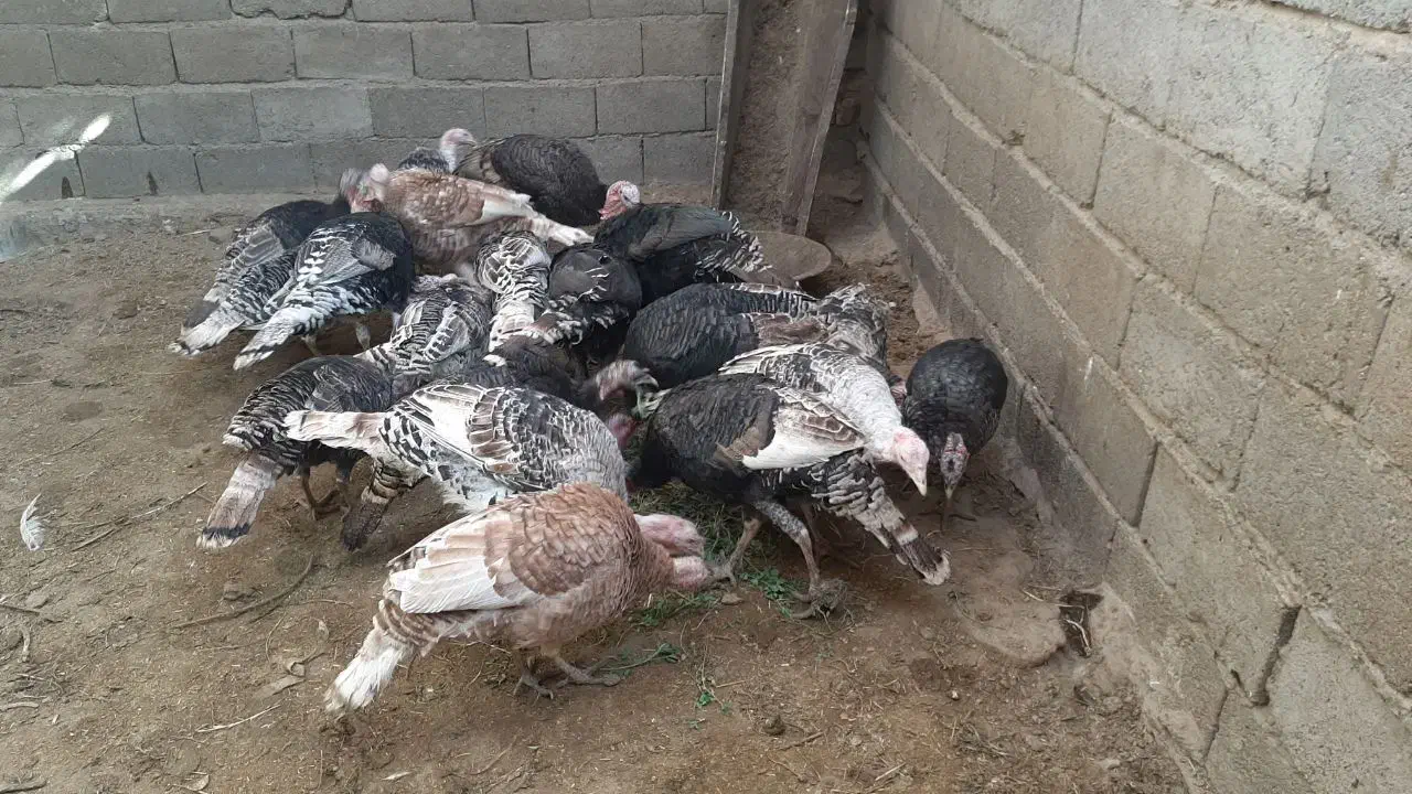 بوقلمون|حیوانات مزرعه|هامون, |دیوار