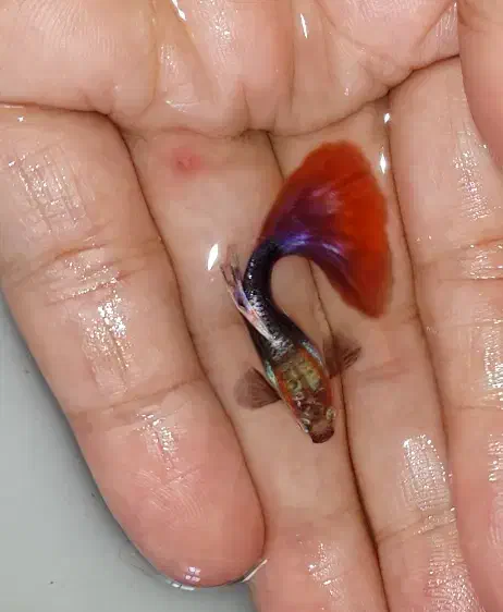 ماهی گوپی تنوع رنگ|ماهی|کوچصفهان, |دیوار