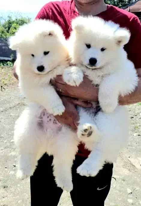 توله های سفیدبرفی سامویید|سگ|تهران, اختیاریه|دیوار