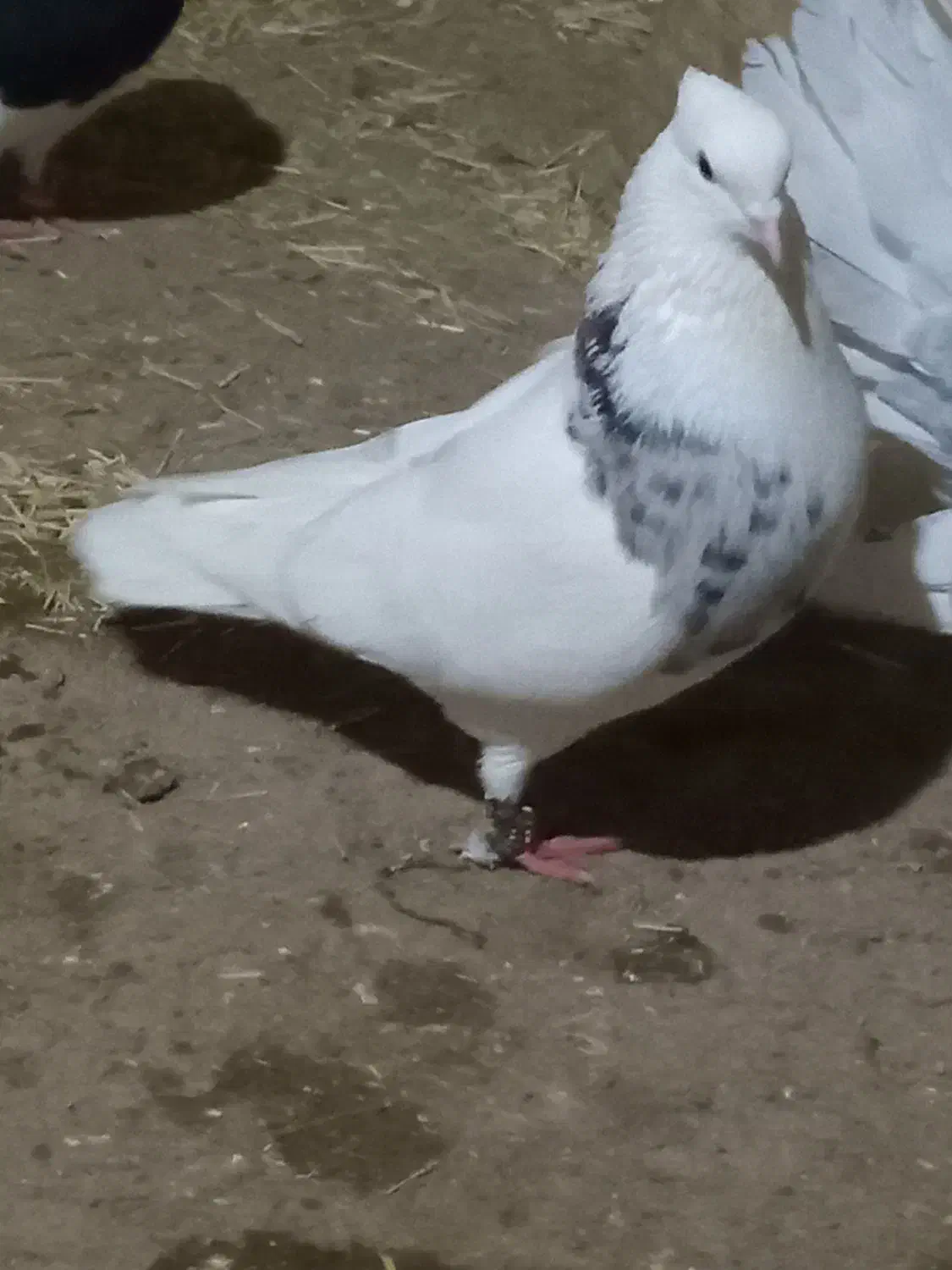 کبوتز|پرنده|دهگلان, |دیوار