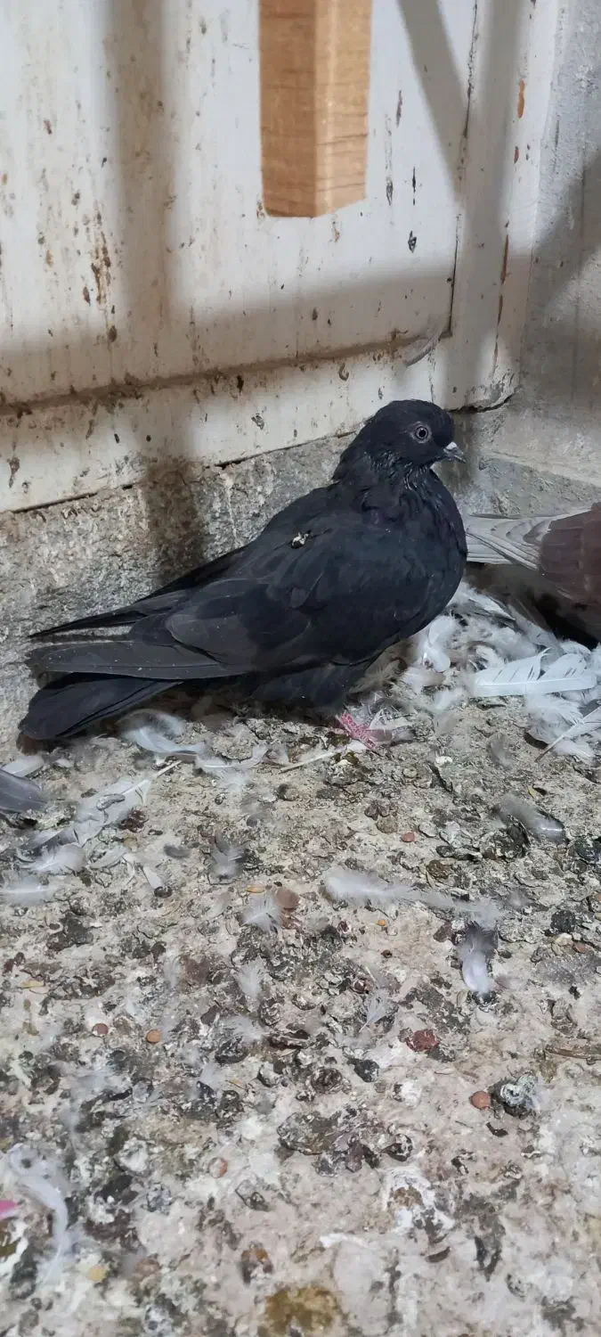 ۳ عدد گرفتنی|پرنده|قم, حنیف نژاد|دیوار