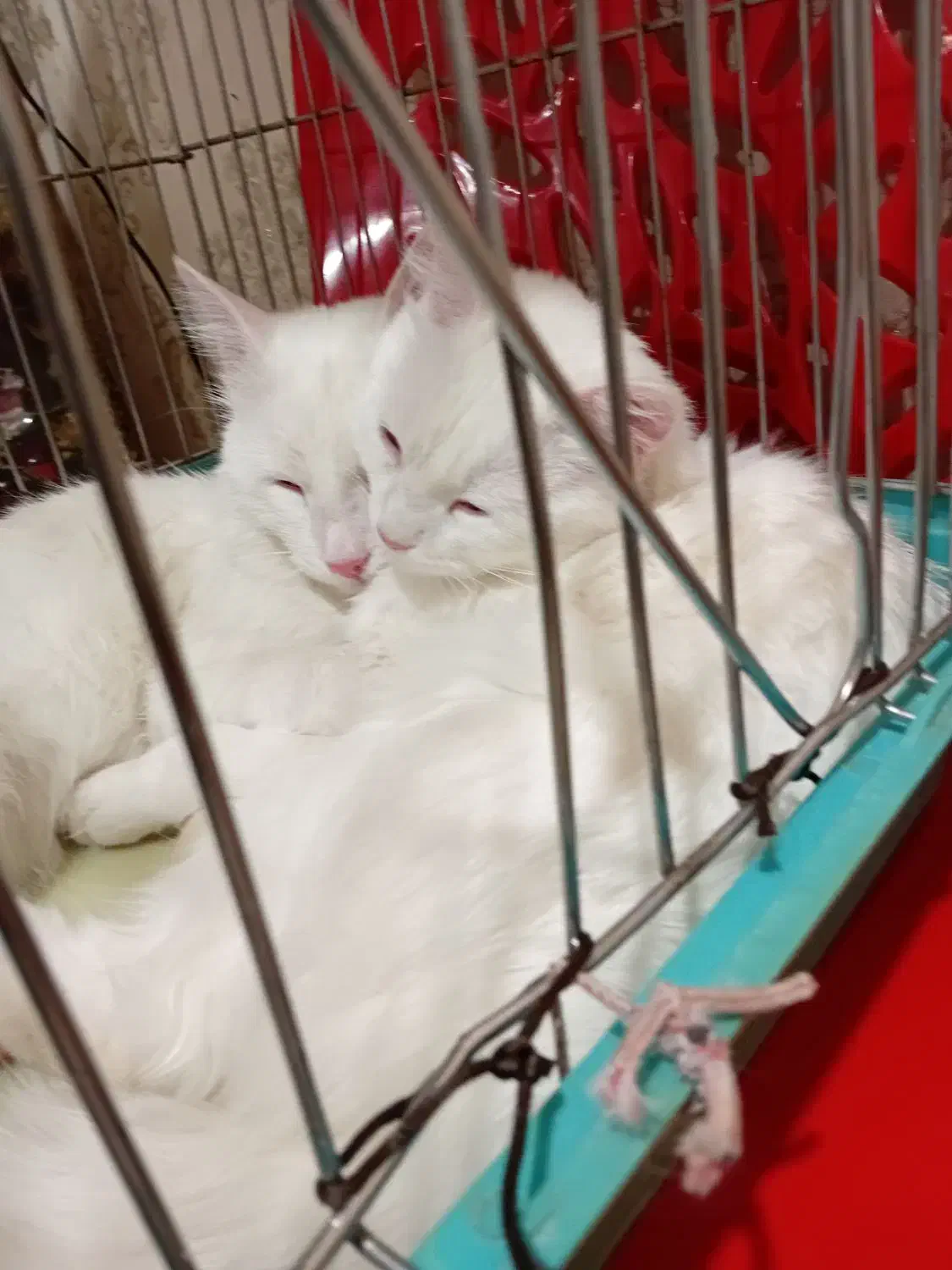 گربه پرشین وان|گربه|تبریز, |دیوار