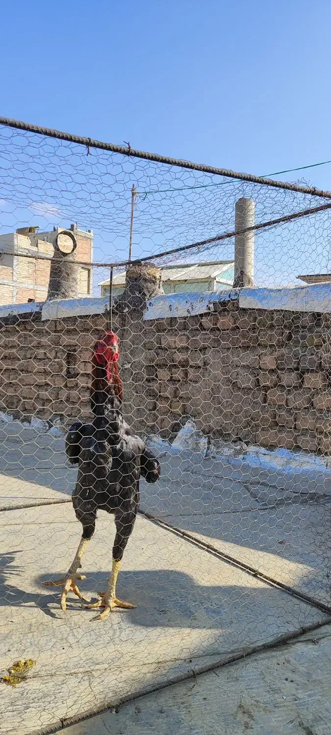 خروس لاری اوشامو|حیوانات مزرعه|هشتگرد, ینگی امام|دیوار