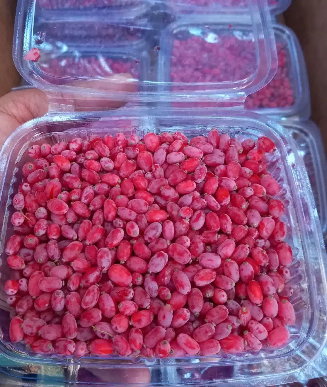 زرشک|خوردنی و آشامیدنی|مشهد, یاس|دیوار