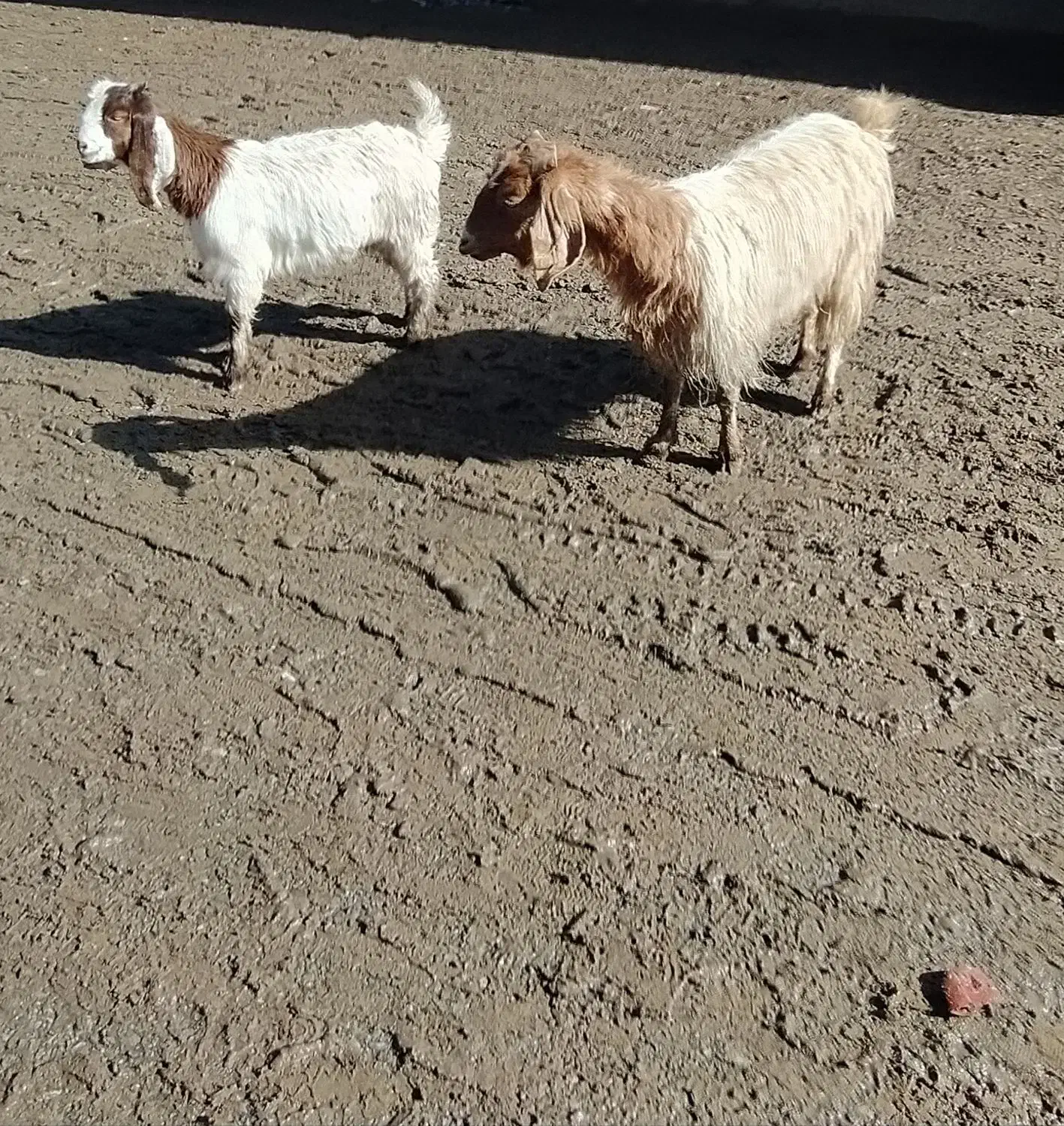 بز بزغاله|حیوانات مزرعه|تربت‌حیدریه, حاجی یار‎|دیوار