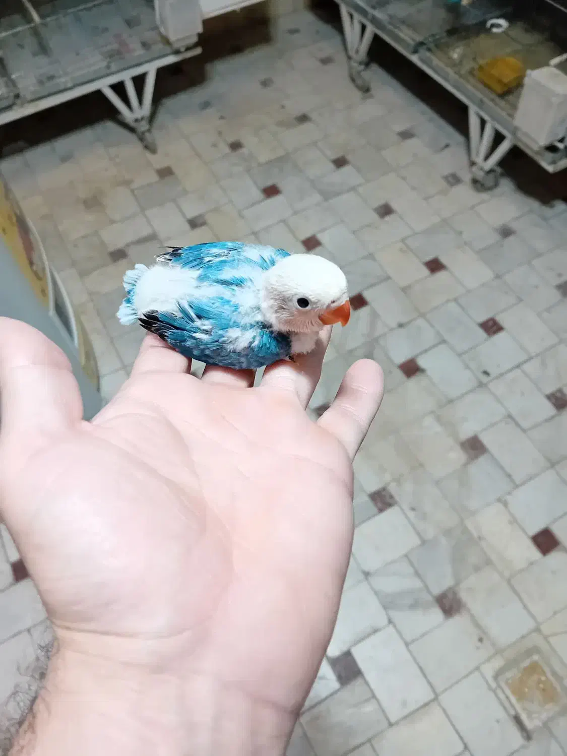 کوتوله برزیلی اپلاین مولد و سرلاکی|پرنده|قم, باجک سه|دیوار