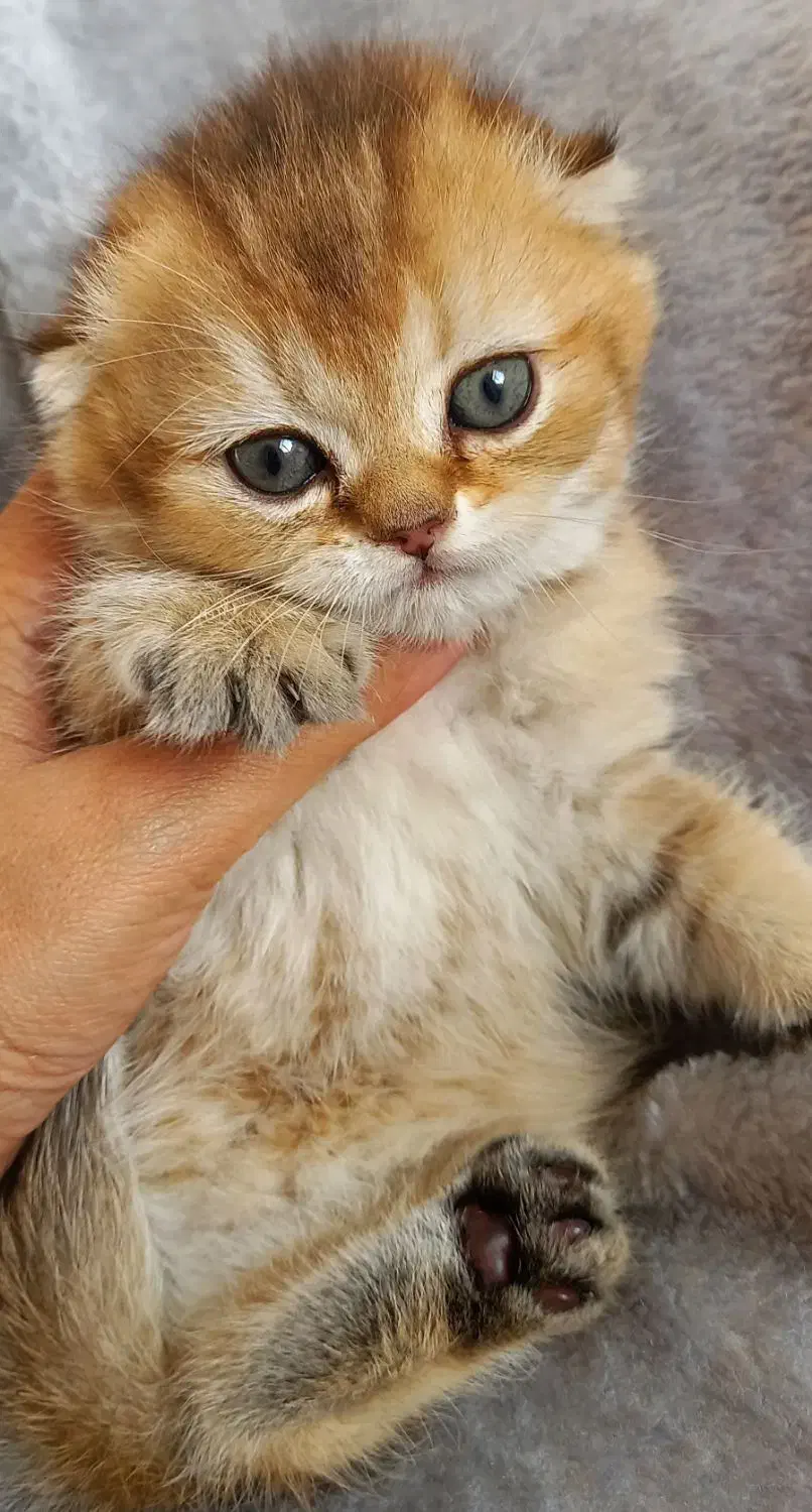 اسکاتیش ny12|گربه|تهران, شهرک هما|دیوار