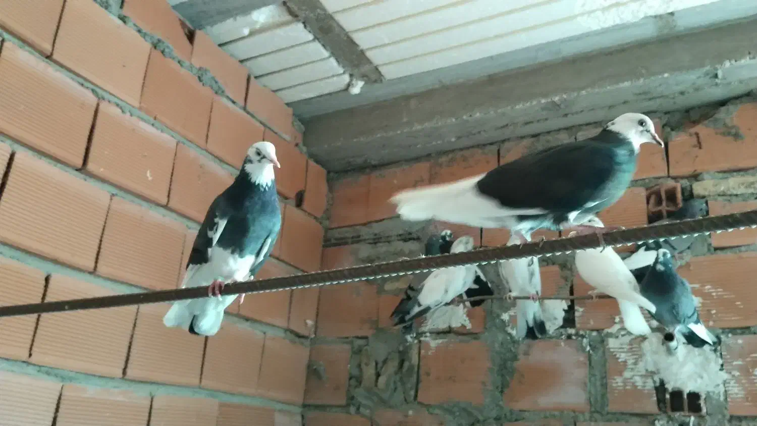 فروش و معاوضه کبوتر|پرنده|سورک, |دیوار