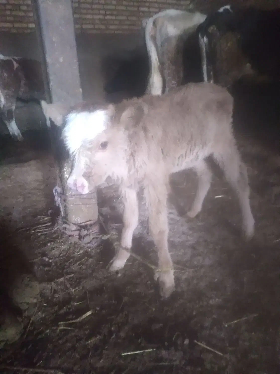 کوساله شیری|حیوانات مزرعه|تبریز, |دیوار