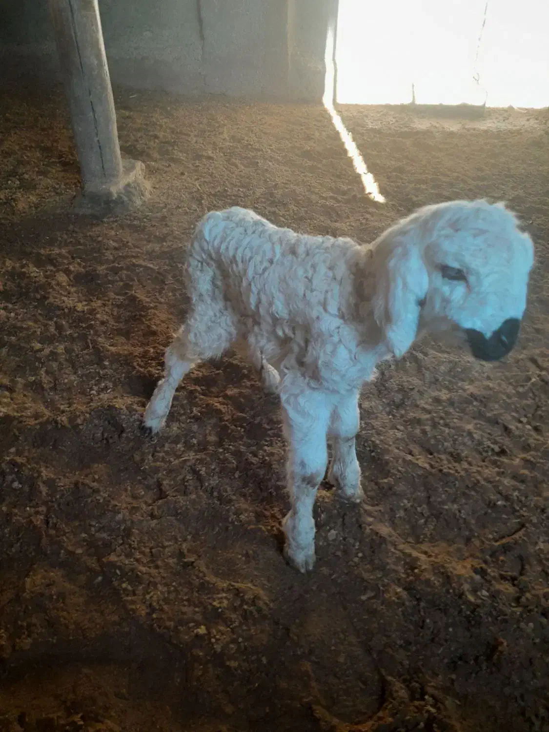 بره شیری|حیوانات مزرعه|معصومیه, |دیوار