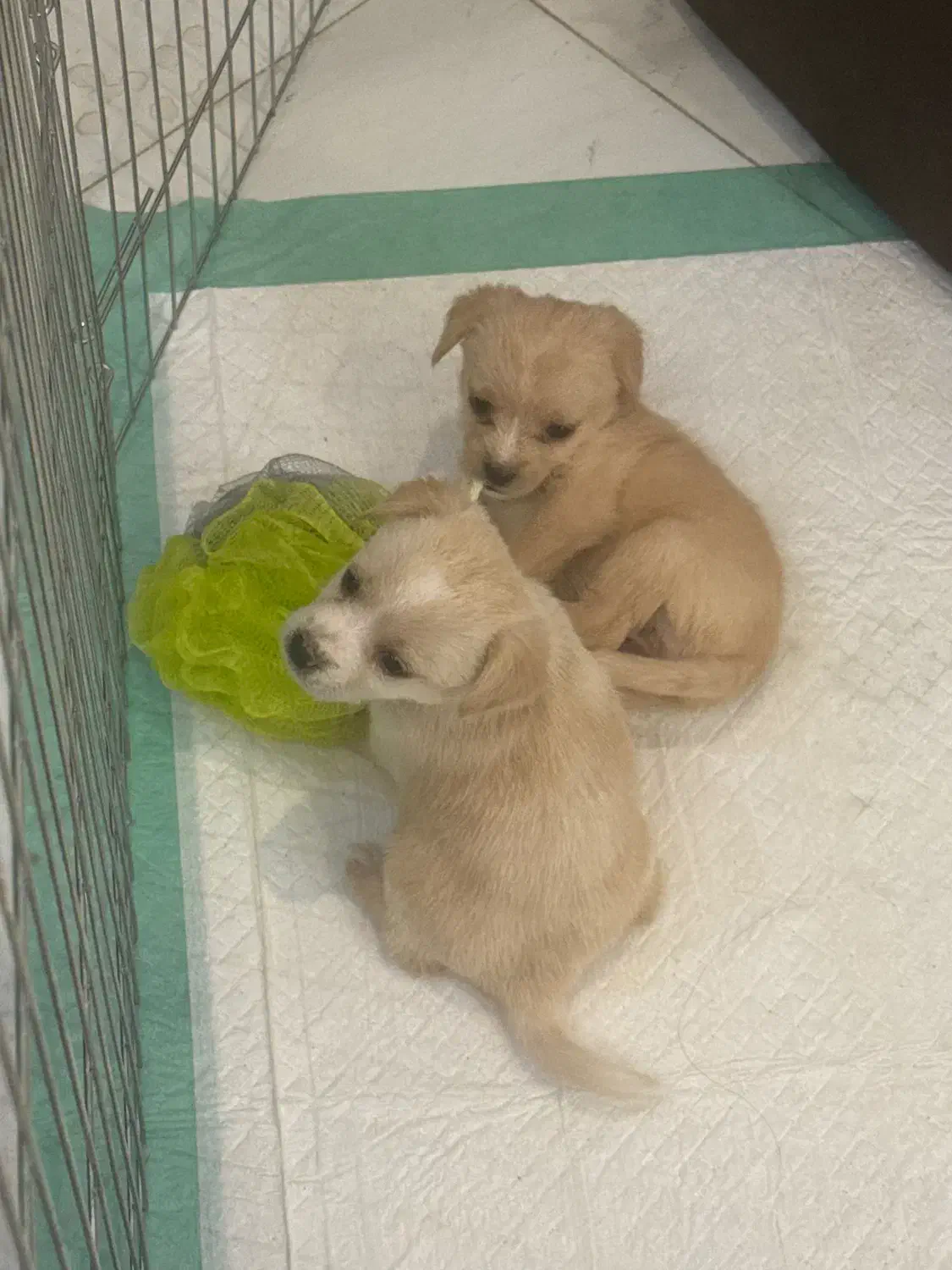 توله سگ آپارتمانی|سگ|اصفهان, هزارجریب|دیوار