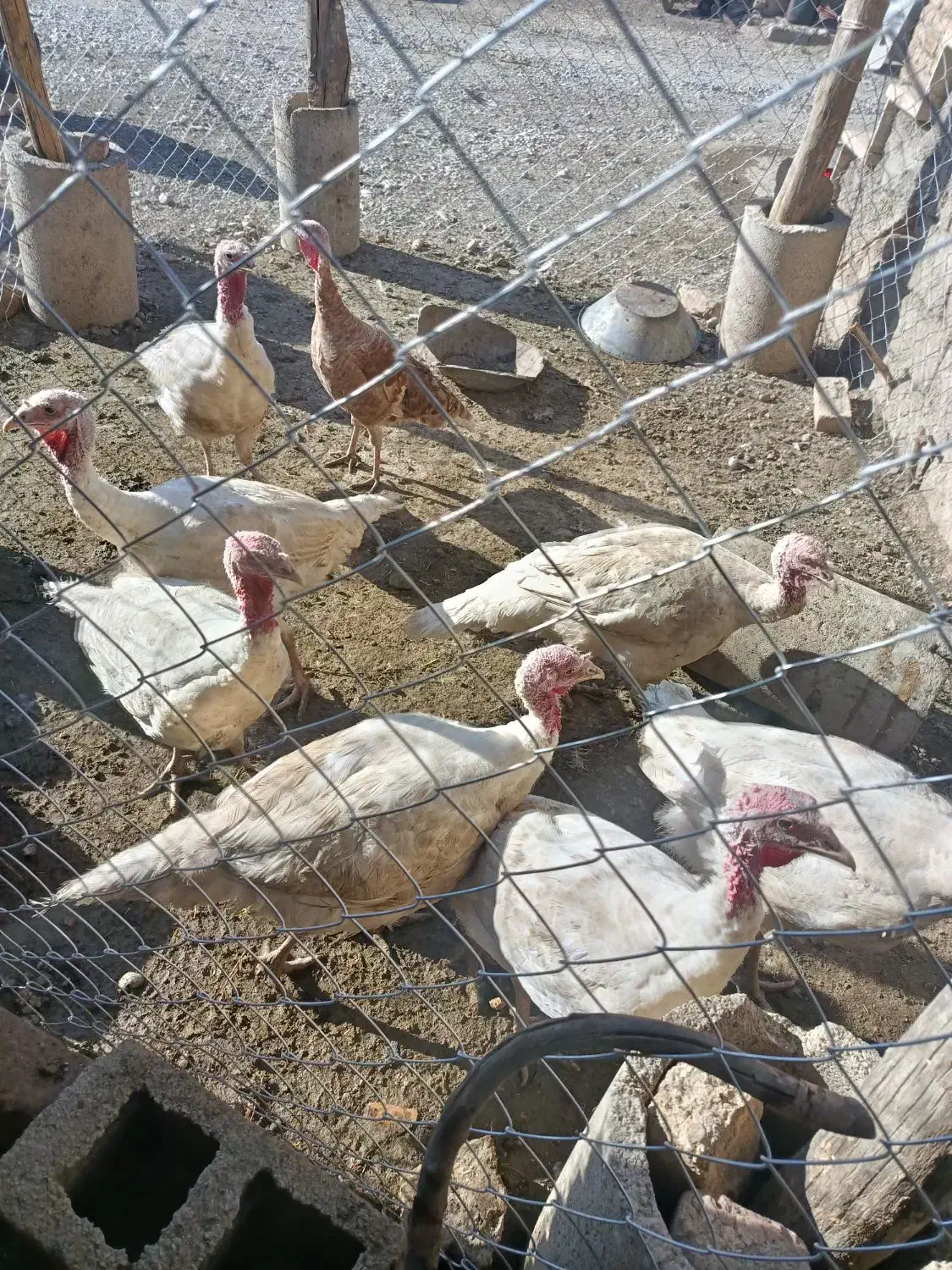 بوقلمون پرورشی|حیوانات مزرعه|دینور, |دیوار