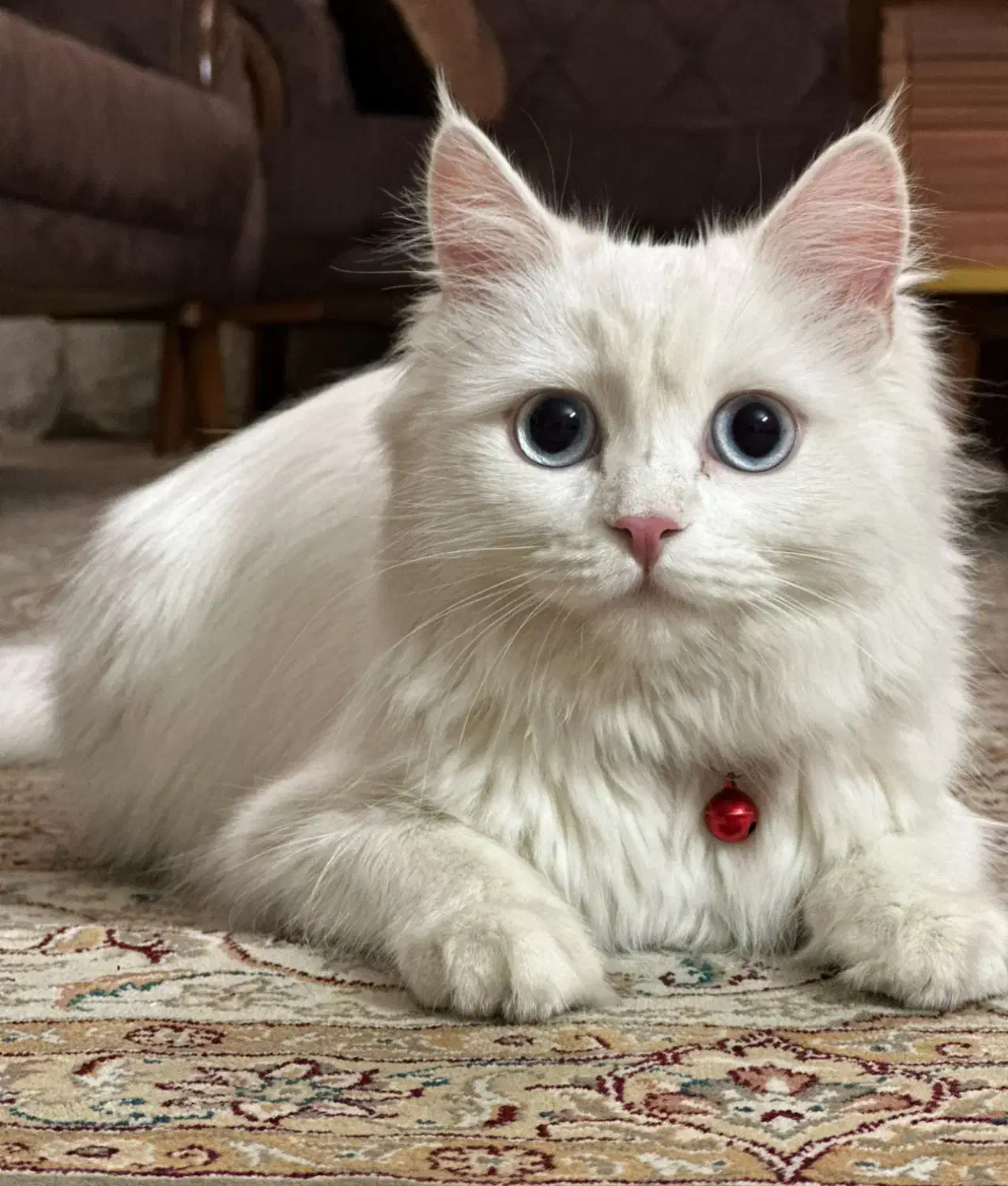 گربه پرشین اصیل چشم ابی|گربه|قزوین, |دیوار