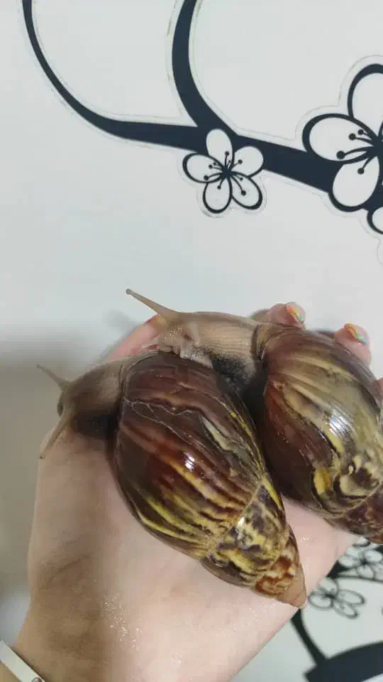 حلزون|خزنده|اهواز, زیتون کارمندی|دیوار