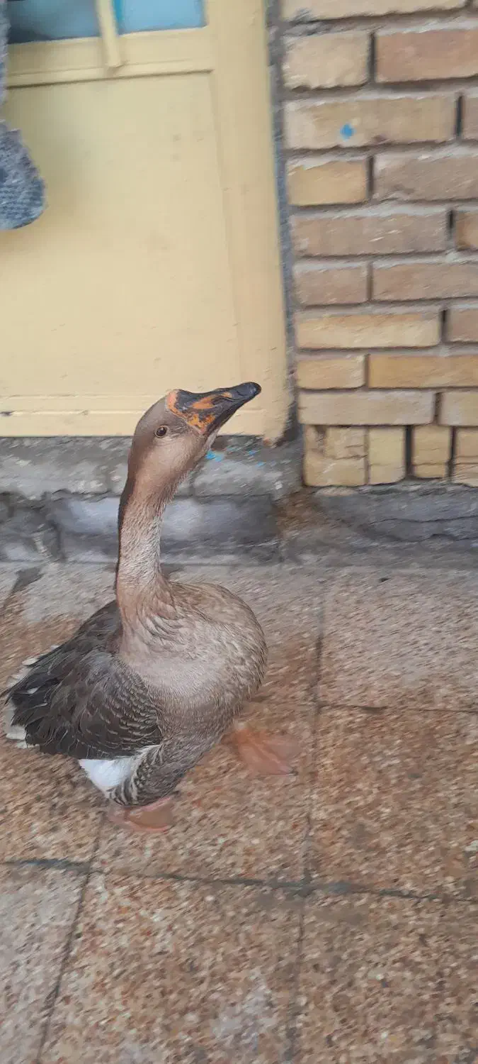 قوقاز|حیوانات مزرعه|خرمشهر, |دیوار