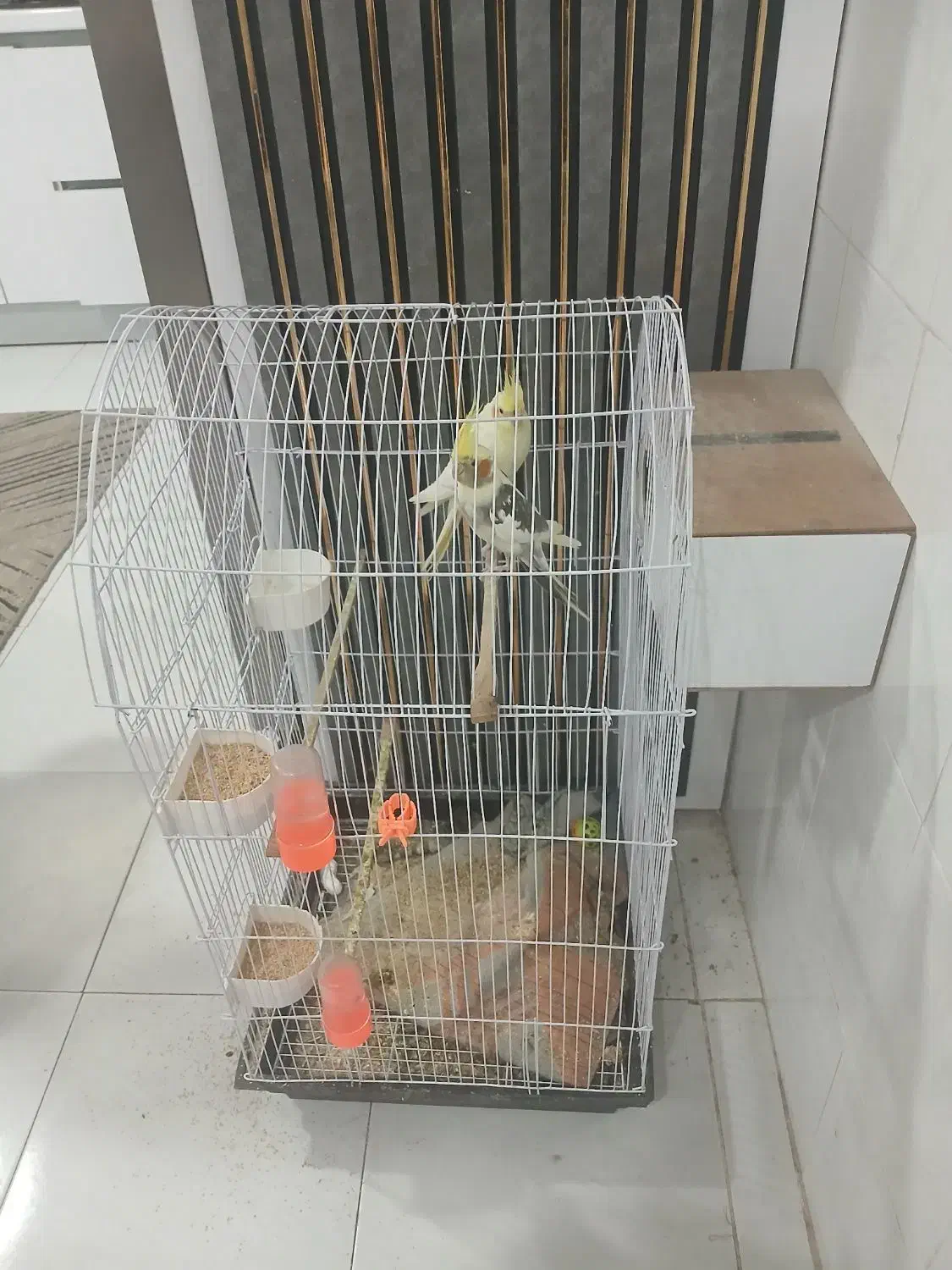 یک جفت عروس هلندی با دو جوجه و قفس بزرگ و نو|پرنده|تربت جام, جامی|دیوار