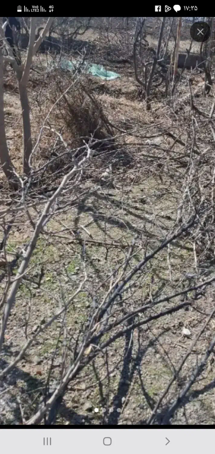 هرس‌کردن‌درخت|خدمات باغبانی و درختکاری|نیشابور, بنیاد شهید|دیوار