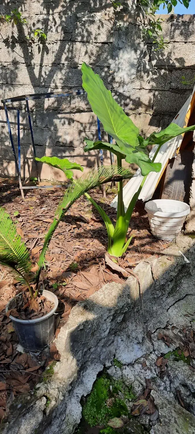 گل و گیاه|گل و گیاه طبیعی|خمام, |دیوار