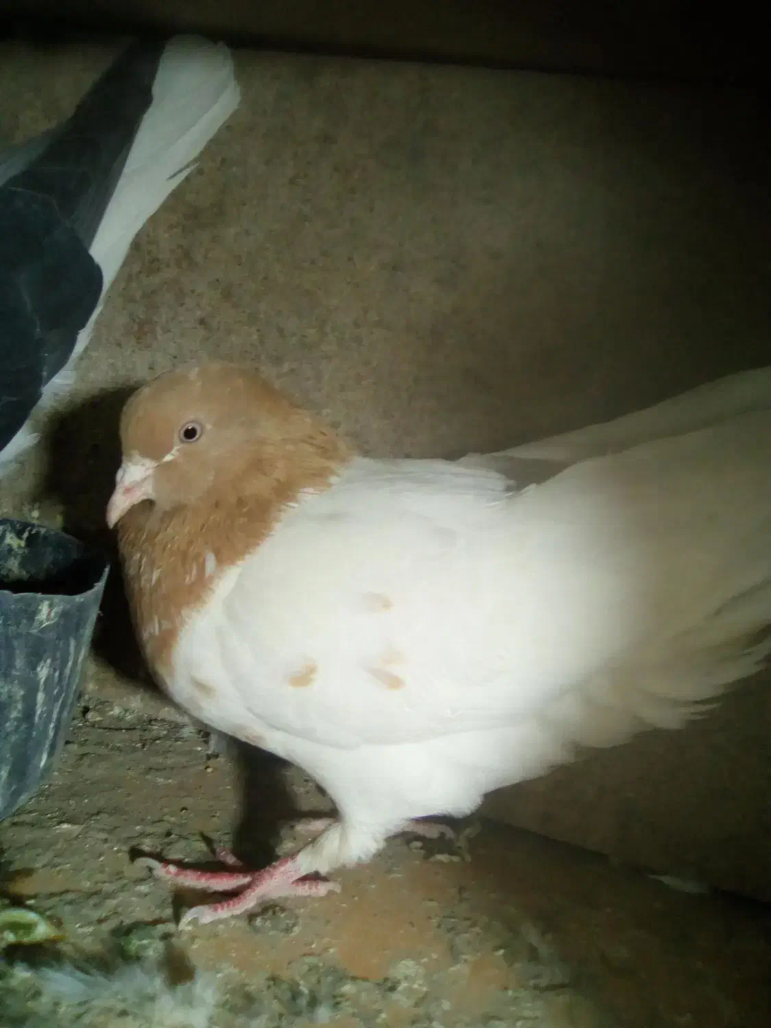 ماده رنگه|پرنده|قائن, |دیوار