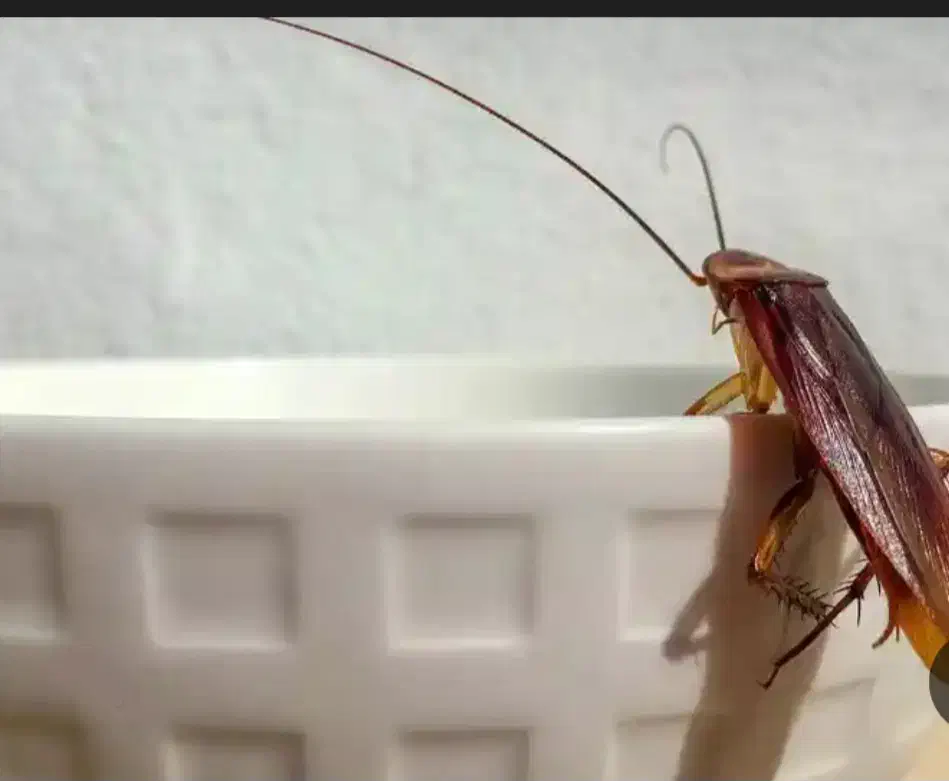 سم پاشی سوسک وساس|خدمات نظافت|حمیدیا, |دیوار